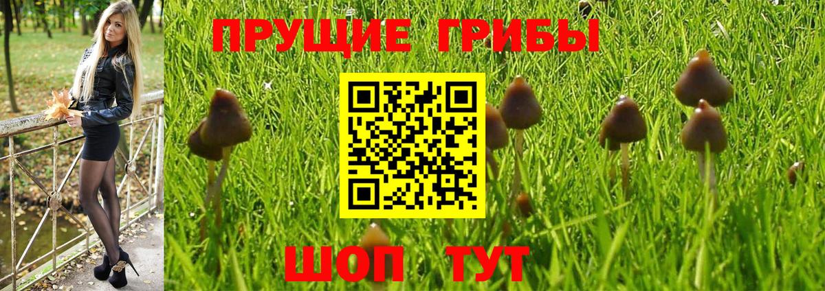Галлюциногенные грибы Psilocybe  Вход с VPN  Прохладный 